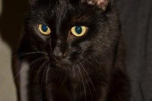 Пропал черный кот в районе универмага Уфа Город Уфа